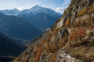 Steep alpine vineyard terraces with rows of dark-leaved vines set against snowy mountain peaks and a deep valley in autumn light